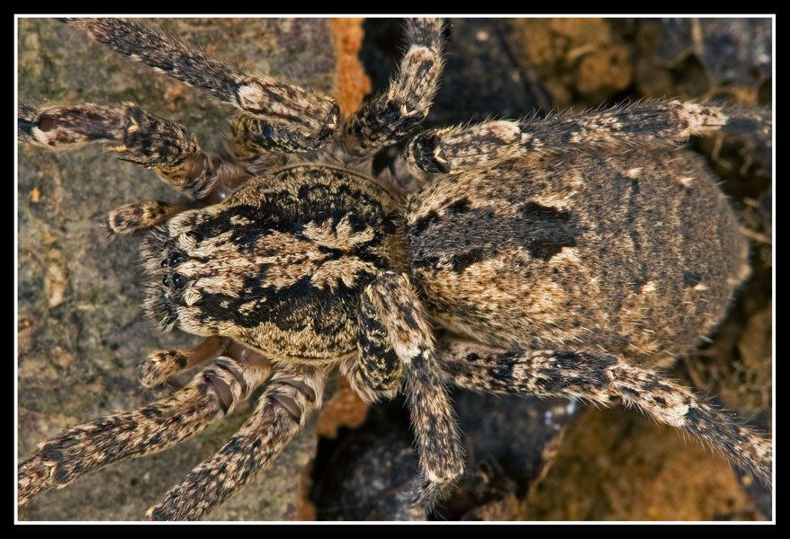Zoropsis Spinimana